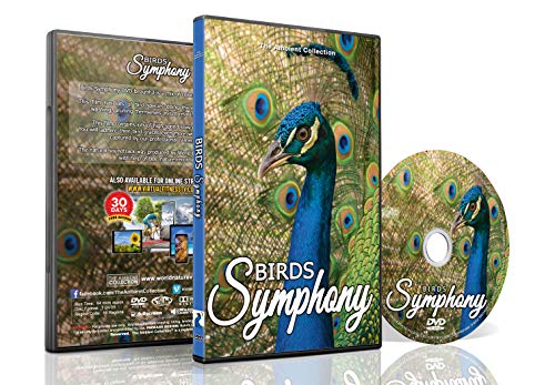 Relaxing Bird Dvd – Birds Symphony – Tropical Birds In Slow Motion From All Over The World With Bird Songs + Natural Sounds For Relaxation – Great Bird DVD For People – Cats And Pet Birds